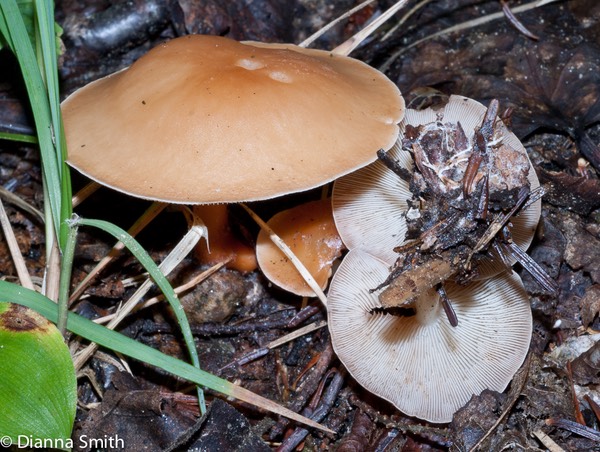 Gymnopus dryophilus (Collybia dryophila) 02163