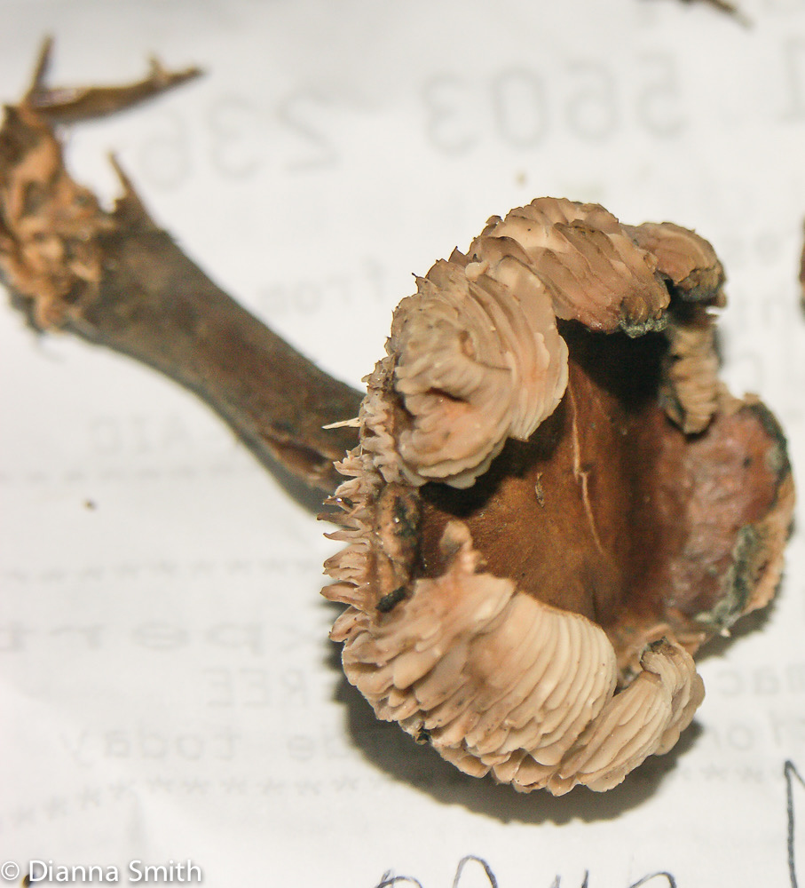 Gymnopus luxurians08270030