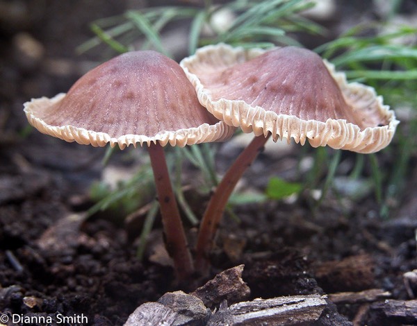 Gymnopus polyphyllus 6101