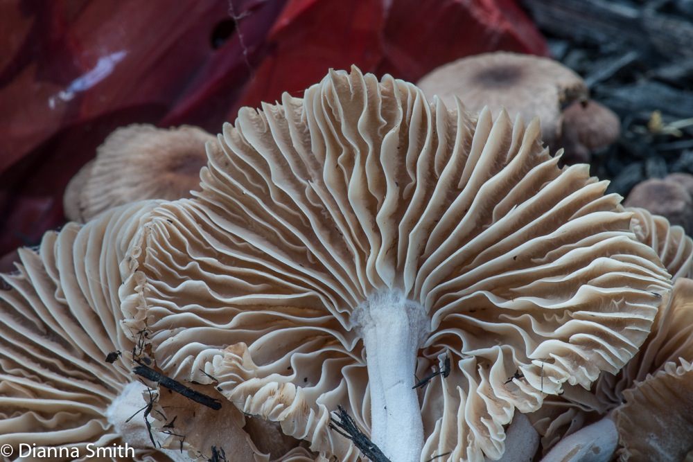 Gymnopus polyphyllus00061