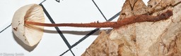 Gymnopus spongiosus01298