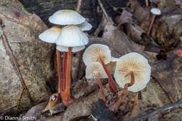 Gymnopus spongiosus03613
