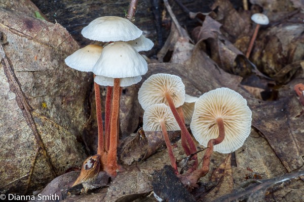 Gymnopus spongiosus03613