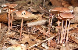 Gymnopus subnudus 9114