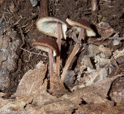 Gymnopus subnudus 9655