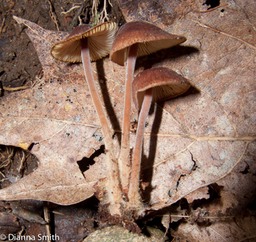 Gymnopus subnudus 9657