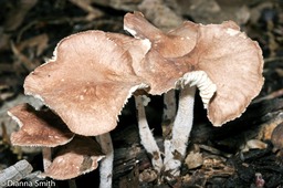 Gymnopus subnudus0217