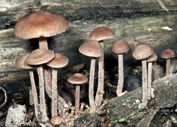 Gymnopus subnudus0230