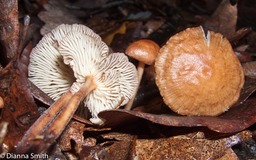Gymnopus subnudus3096