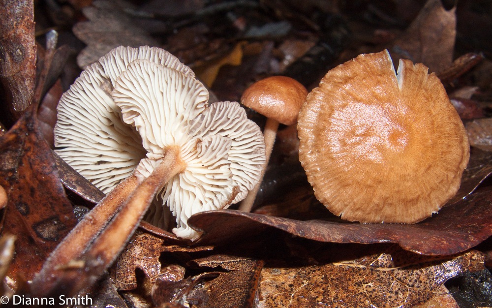 Gymnopus subnudus3096