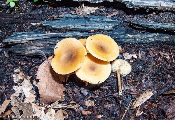 Gymnopus subsulphureus (Collybia)3291