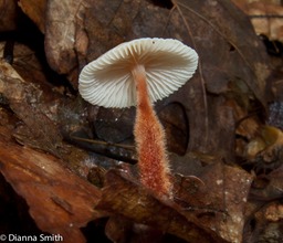 Gymnopus spongiosus5739