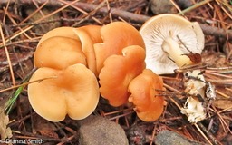 Gymnopus dryophilus (Collybia dryophila)_1998