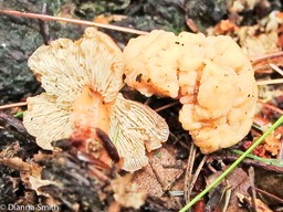 Gymnopus dryophilus and jelly_1995