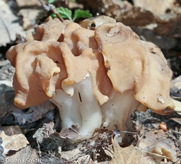 Gyromitra korfii7848