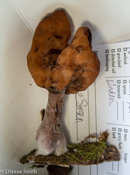 Gyromitra infula 9090944