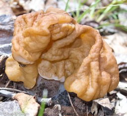 Gyromitra korfii0025
