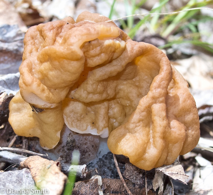 Gyromitra korfii or fastigiata0025