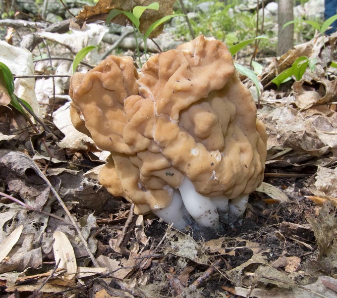 Gyromitra korfii0094