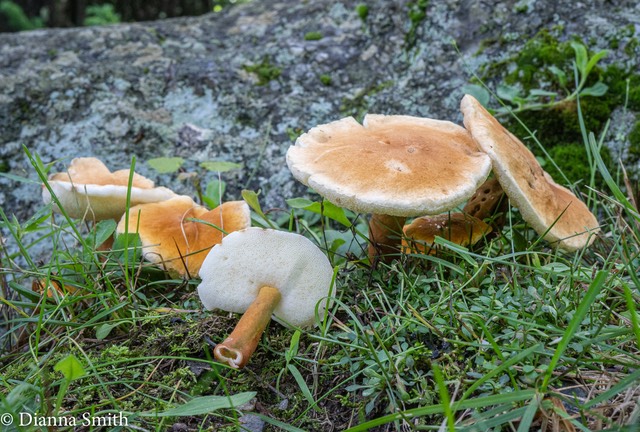 Gyroporus castaneus 00683