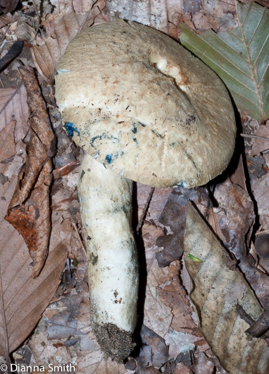Gyroporus cyanescens 02960