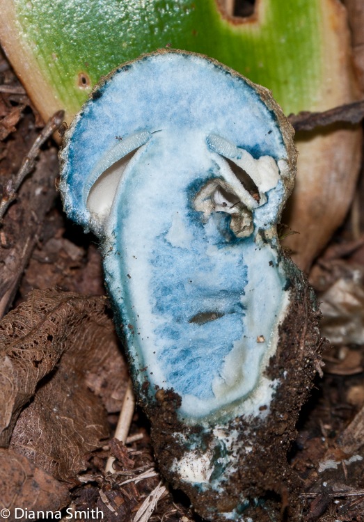 Gyroporus cyanescens1010233