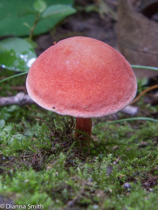 Gyroporus purpurinus 3563