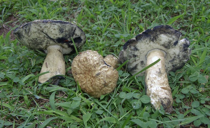 Gyroporus cyanescens2632