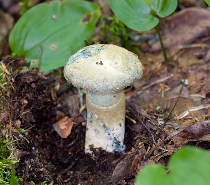 Gyroporus cyanescens3522