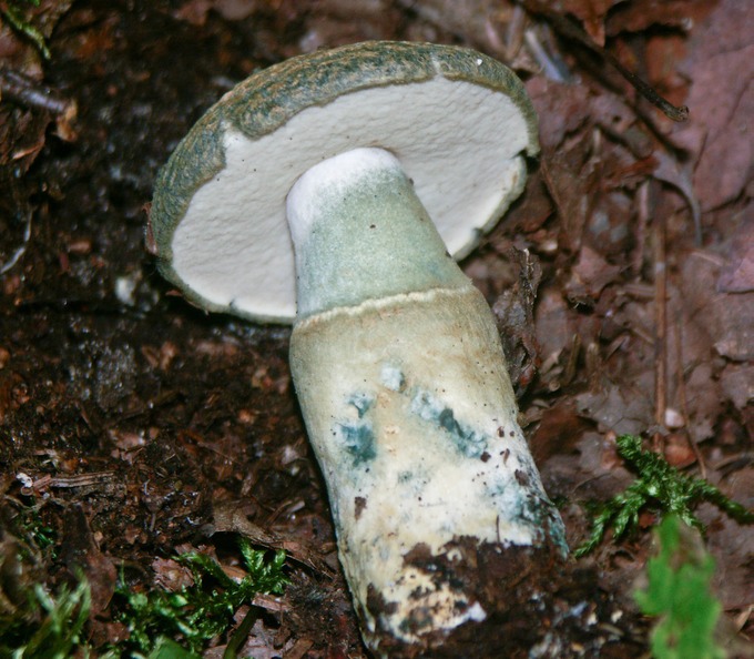 Gyroporus cyanescens6252