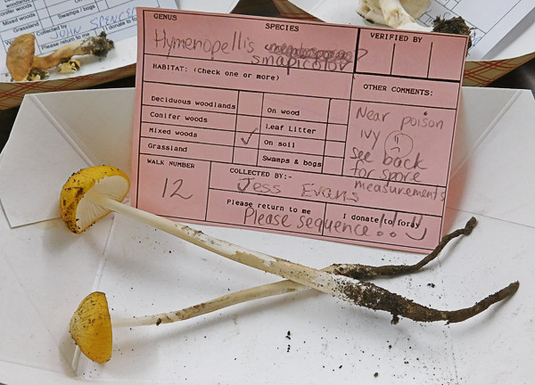 H. sinapicolor on the tables-scaled