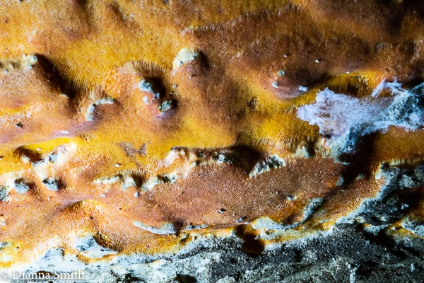Hapalolilus salmoneum 01585