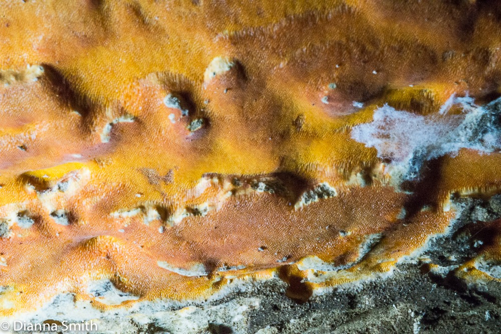 Hapalolilus salmoneum 01585