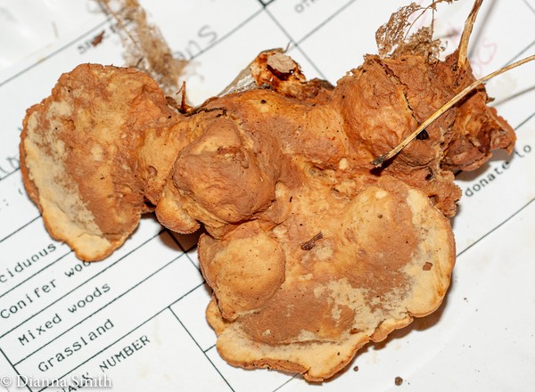 Hapalopilus nidulans 01134