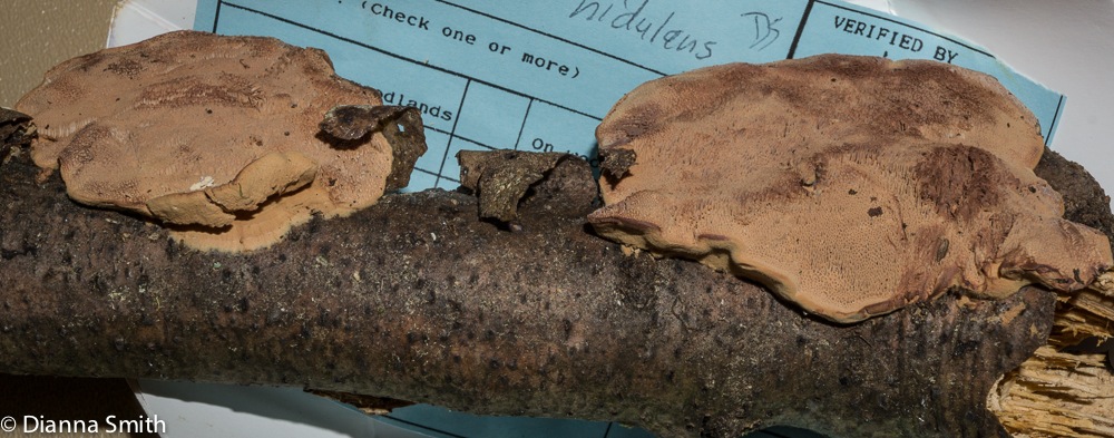 Hapalopilus nidulans01487