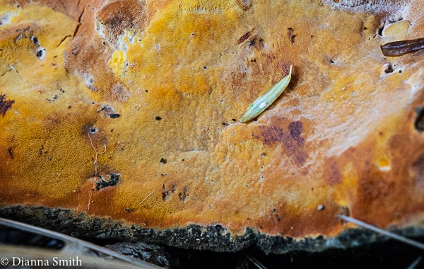 Hapalopilus salmoneum 01474