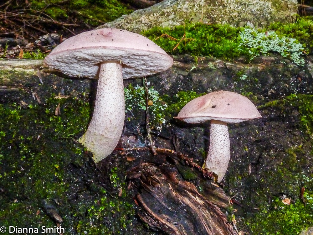 Harrya (Tylopilus) chromapes