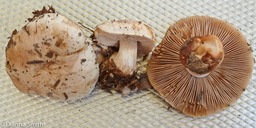 Hebeloma crustuliniforme1030026