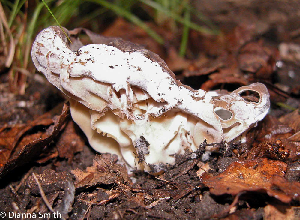 Helvella acetabulum4124