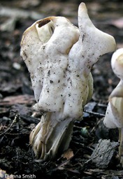 Helvella crispa6483