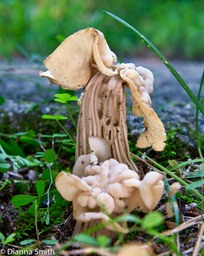Helvella crispa7954