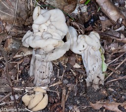 Helvella crispa9586