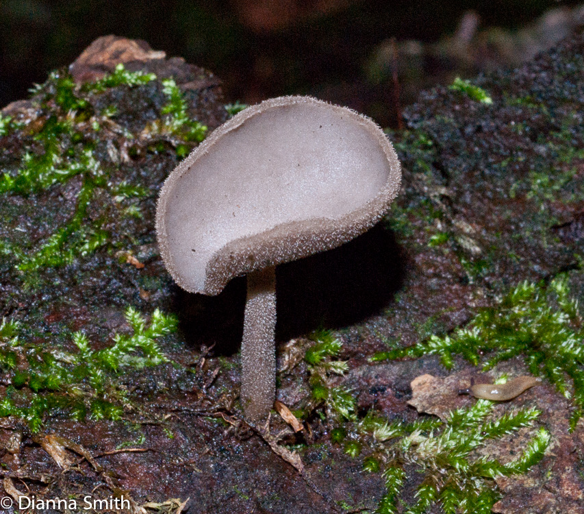 Helvella macropus01896