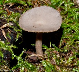 Helvella macropus01897