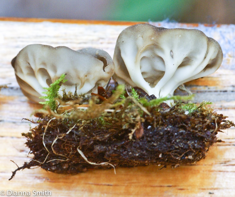 Helvella Roz Lowen03146