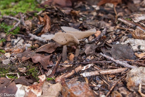Helvella villosa05445