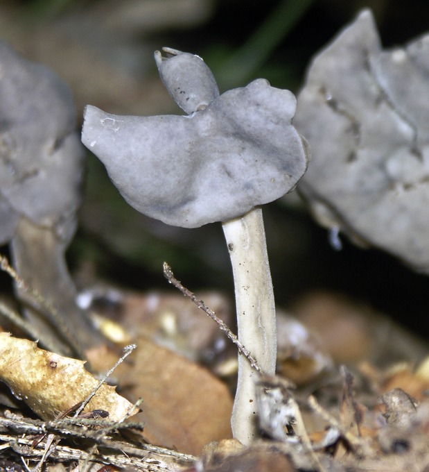 Helvella atra2831