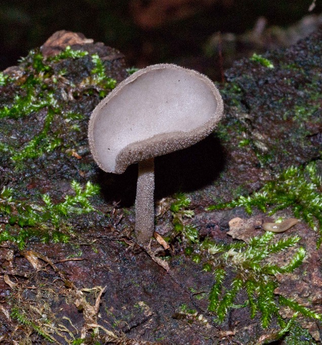 Helvella macropus01896