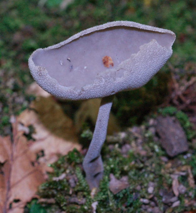 Helvella macropus or queletii00315