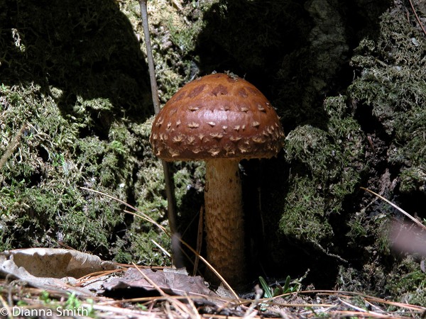 Hemistropharia albocrenulata (Pholiota albocrenulata) 0469